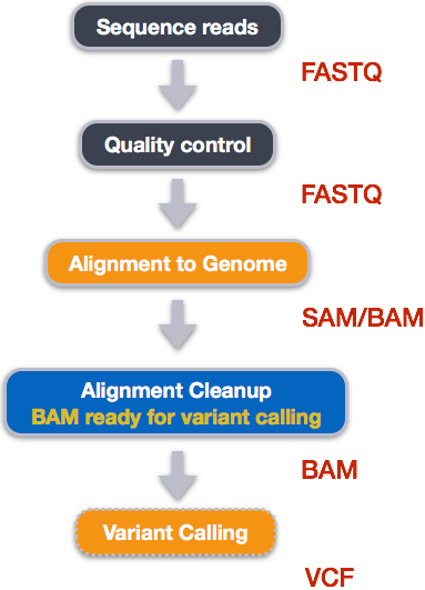 variant calling workflow. Sequence reads (FASTQ files), Quality control (FASTQ files), Alignment to Genome (SAM/BAM files), Alignment cleanup (BAM file ready for variant calling), Variant Calling (VCF file)