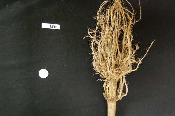 Image of a maize root