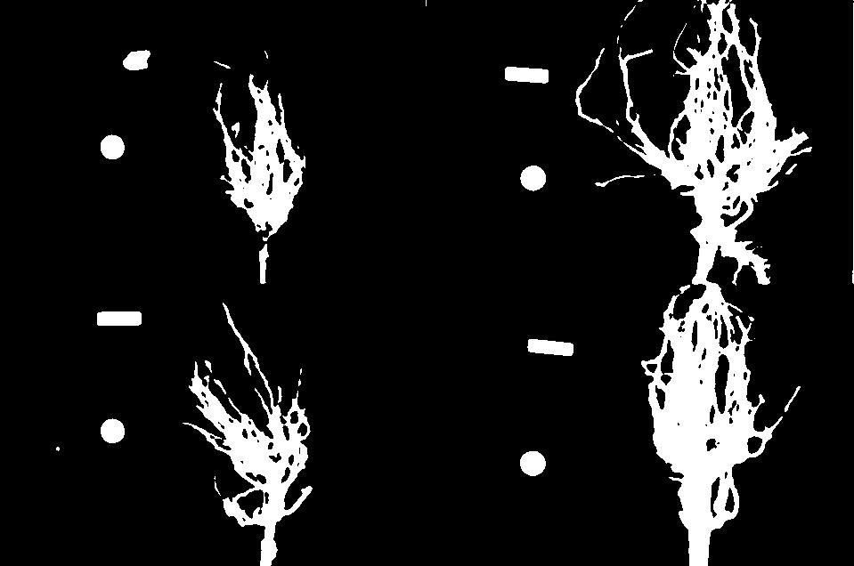 Binary masks of the four maize root images