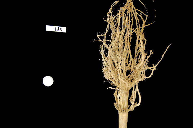 Masked selection of the maize root system